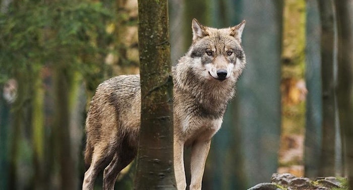 Wildpark Knüll: Wolf geflüchtet, Wolf erschossen