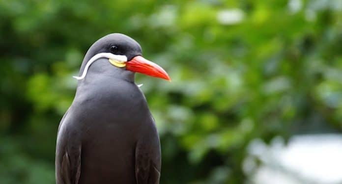 Weltvogelpark Walsrode Weltvogelpark Walsrode