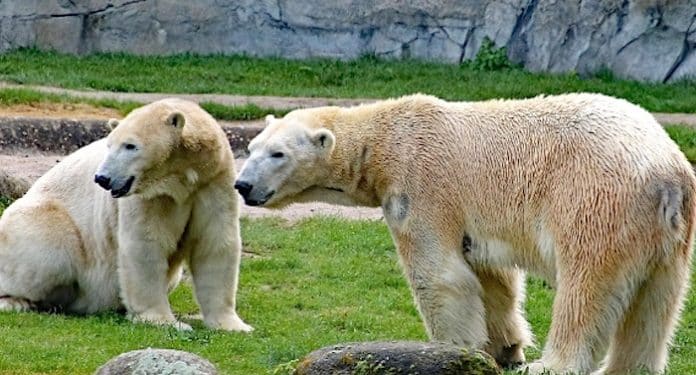 Zoo Karlsruhe Gutschein Freikarte Zoo Karlsruhe Gutschein Freikarte