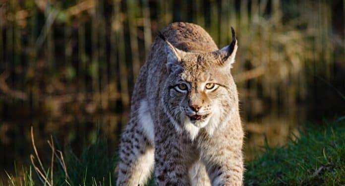 Naturwildpark Granat Luchs Naturwildpark Granat Luchs