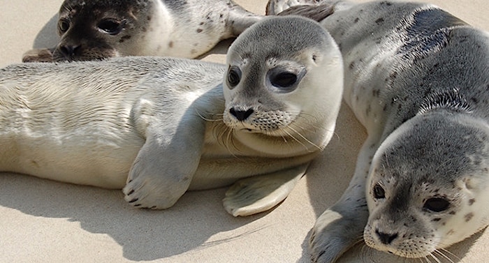 50+ Best Fotos Seehundstation Nationalpark Haus Heddier