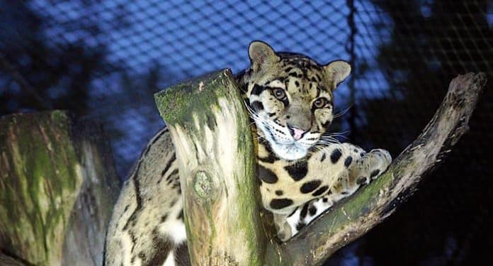 Zoo Dortmund Zahlreiche Umbauarbeiten Zum Wohl Der Tiere