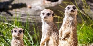 Zoo Hoyerswerda Rabatt Rabattaktion Tierparks Sachsen