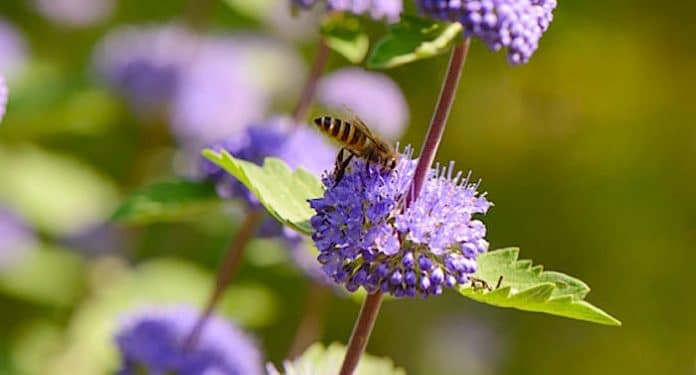 Ammerlander Blumensamen Fur Bienen Kostenlos Als Geschenk Bestellen
