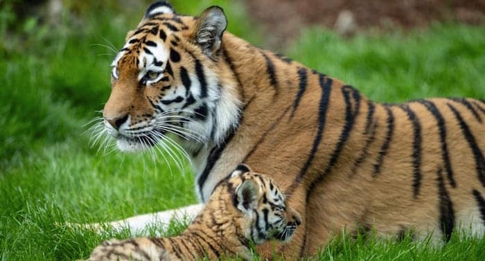 Zoo Hannover: Längere Besuchszeiten bei den Tiger-Babys