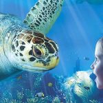 Ferrero Familienfreizeit Gewinnspiel Sea Life Sydney