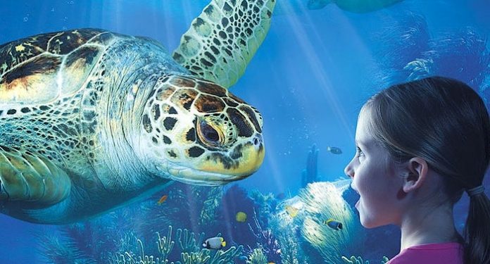 Ferrero Familienfreizeit Gewinnspiel Sea Life Sydney Ferrero Familienfreizeit Gewinnspiel Sea Life Sydney