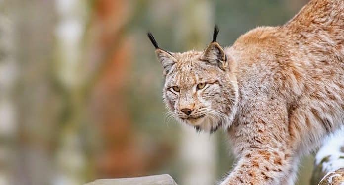 Luchs in Deutschland Luchs in Deutschland