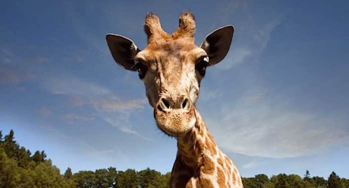 Serengeti-Park Giraffe Serengeti-Park Giraffe