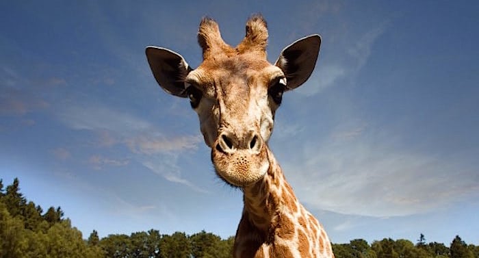 Serengeti-Park Giraffe