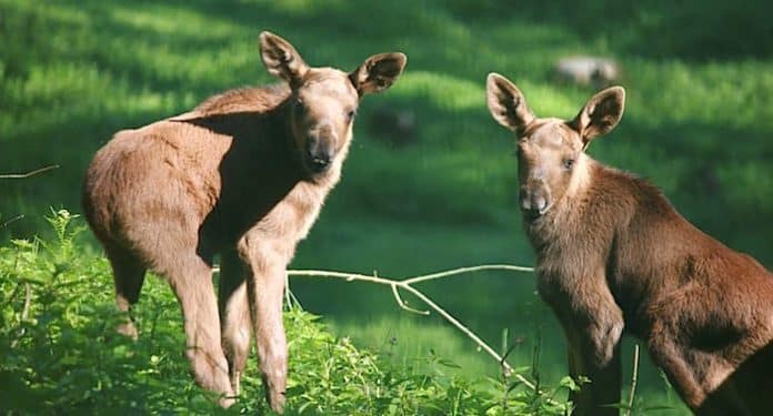 Wildpark Hundshaupten Elche Wildpark Hundshaupten Elche
