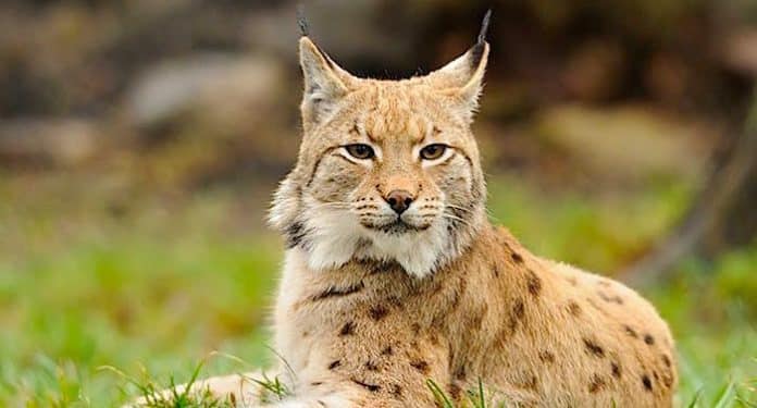 Wildpark Schwarze Berge Luchs Wildpark Schwarze Berge Luchs
