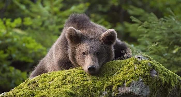 Wildpark Knüll: Drei Namen für kleine Bären