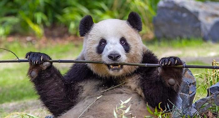 Zoo Berlin: Pandadame Meng Meng beim Frauenarzt