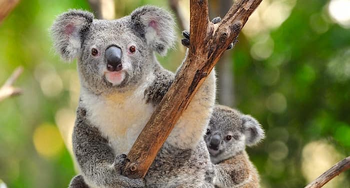 Zoo Leipzig: Zwei neue Koalas als Bewohner