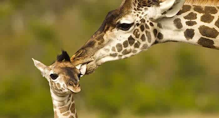 Zoo Magdeburg: Giraffe Shani wird überraschend Mama