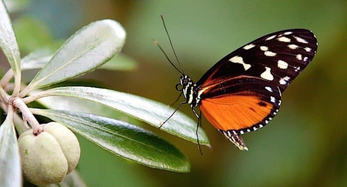Alaris Schmetterlingspark Alaris Schmetterlingspark