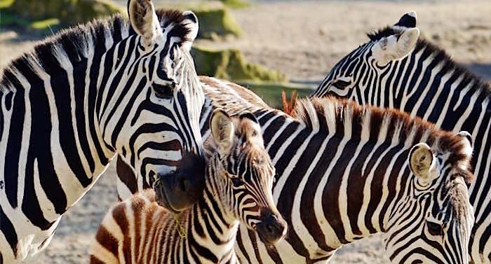 Allwetterzoo Münster Gutschein