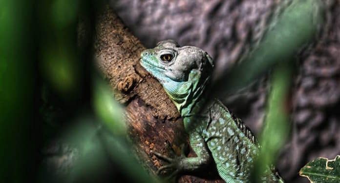 Reptilien Zoo Landau Gutschein Reptilien Zoo Landau Gutschein
