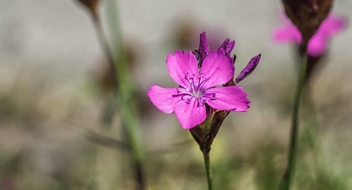 Krombacher Geschenk Wildblumenmischung Krombacher Geschenk Wildblumenmischung