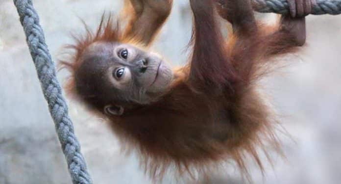 Zoo Frankfurt Jahresbericht Bilanzzahlen Zoo Frankfurt Jahresbericht Bilanzzahlen