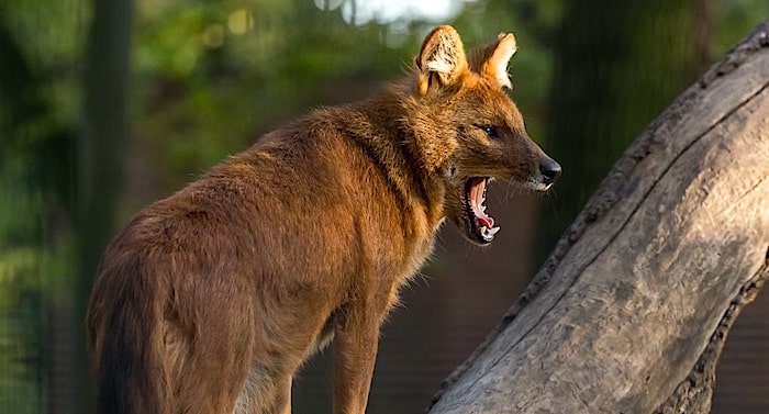 Tierpark Berlin Preise Öffungszeiten Gutscheine