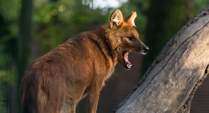 Corona Virus Coronavirus Sars-CoV-2 Covid-19 Tierpark Berlin Corona Virus Coronavirus Sars-CoV-2 Covid-19 Tierpark Berlin
