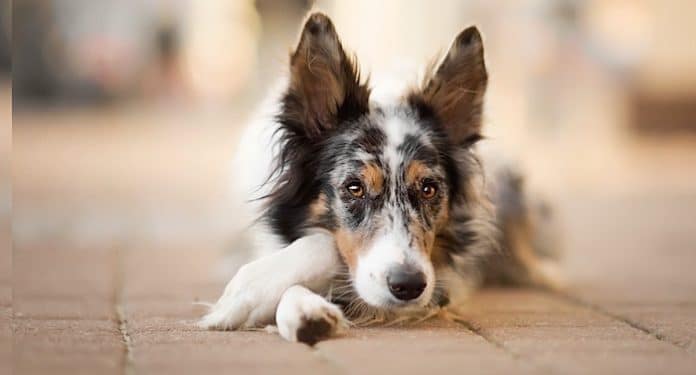 PURINA AdVENTuROS Hundesnack kostenlos PURINA AdVENTuROS Hundesnack kostenlos