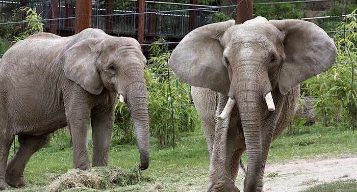 CORONA: Zoos und Museen in Hessen bleiben geschlossen