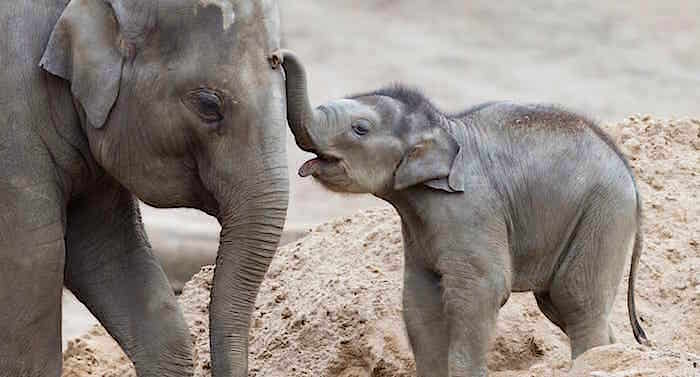 Kölner Zoo Gutschein