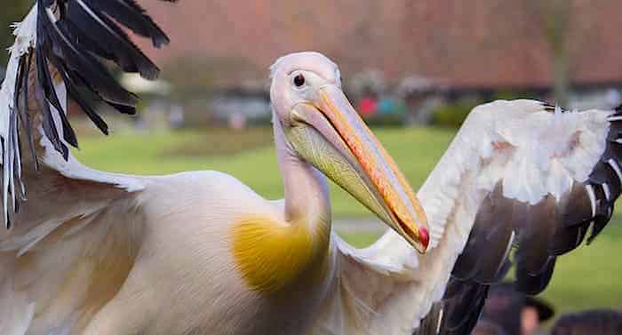 Weltvogelpark Walsrode: Hoffen auf Saisonstart am 4. Mai 2020