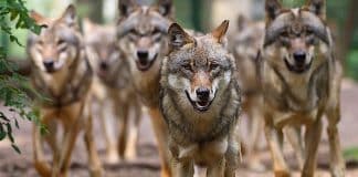 Wolfscenter Dörverden Gutschein Mopo