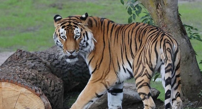 Kölner Zoo Armurtiger