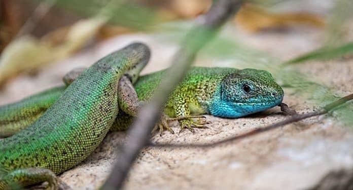 Tierpark Hellabrunn Tierpark Hellabrunn