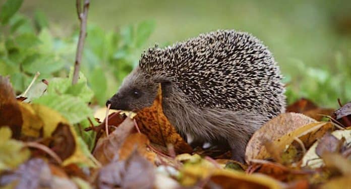 Bundesamt für Naturschutz: Kinderheft „Kinatschu“ kostenlos anfordern Bundesamt für Naturschutz: Kinderheft „Kinatschu“ kostenlos anfordern