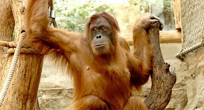 ZOOM Erlebniswelt: Corona Maskenpflicht im gesamten Zoo ZOOM Erlebniswelt: Corona Maskenpflicht im gesamten Zoo