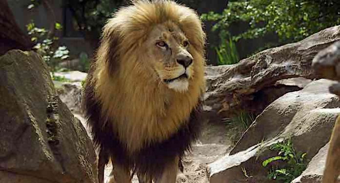 Zoo Halle: Versorgung der Tiere Grund für Schließung Zoo Halle: Versorgung der Tiere Grund für Schließung