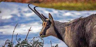 Tierpark Hellabrunn: Weihnachten für die Tiere trotz Corona