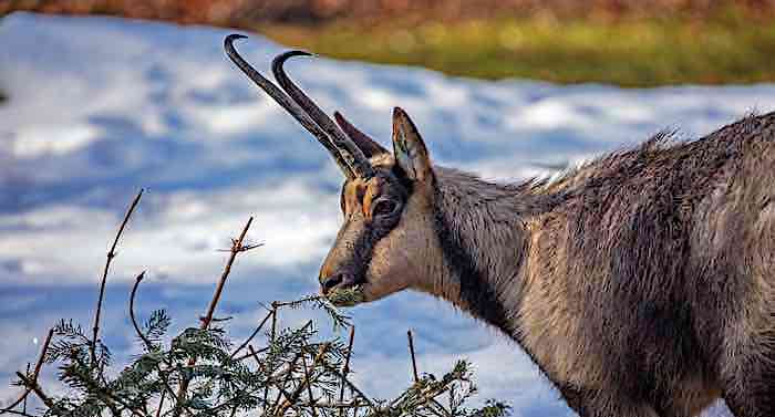 Tierpark Hellabrunn: Weihnachten für die Tiere trotz Corona