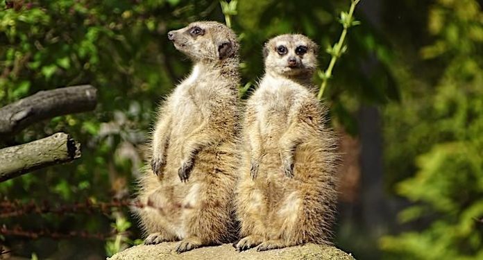 Tierpark Weißwasser: Spenden sollen Corona-Notlage entschärfen Tierpark Weißwasser: Spenden sollen Corona-Notlage entschärfen