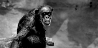ZOOM Erlebniswelt: Schimpansen-Oma „Sita“ verstorben