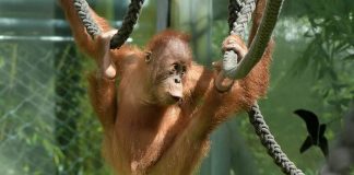 Corona Lockdown: Zoos in Bayern machen Millionenverluste
