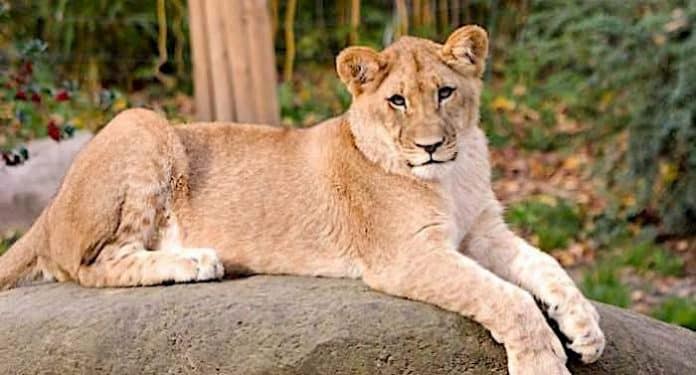 Zoo Berlin: Afrikanische Löwen fühlen sich rundum wohl