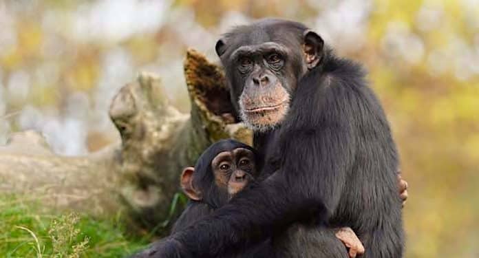 RUHR.TOPCARD 2021: Freizeitpark und Tierpark Rabatt Angebote RUHR.TOPCARD 2021: Freizeitpark und Tierpark Rabatt Angebote
