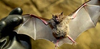 Tierpark Hellabrunn: Fledermausgrotte muss dauerhaft geschlossen werden
