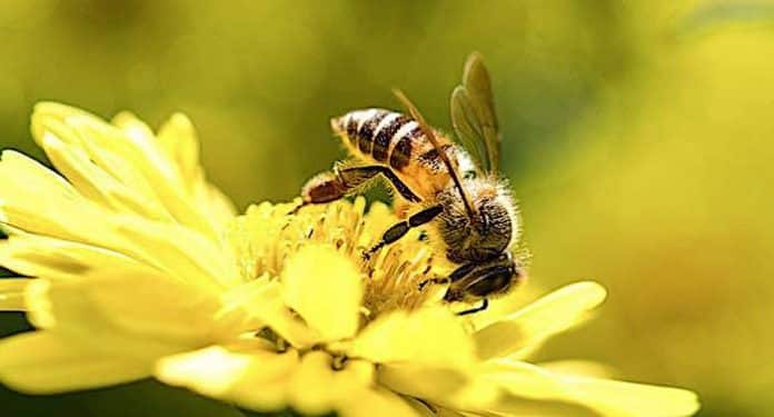 Bundesministerium: Gratis Lexikon über bienenfreundliche Pflanzen Bundesministerium: Gratis Lexikon über bienenfreundliche Pflanzen