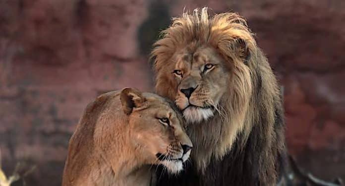 Erlebnis Zoo Hannover: Trauer um Berberlöwin Naima Erlebnis Zoo Hannover: Trauer um Berberlöwin Naima
