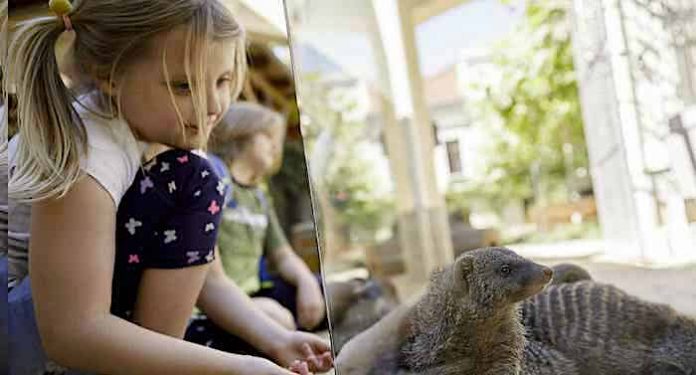 Tierpark Görlitz: Dank Corona-Schnelltests wieder Besucher im Zoo Tierpark Görlitz: Dank Corona-Schnelltests wieder Besucher im Zoo