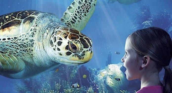 SEA LIFE Oberhausen: Termin für Corona-Öffnung Saison 2021 SEA LIFE Oberhausen: Termin für Corona-Öffnung Saison 2021