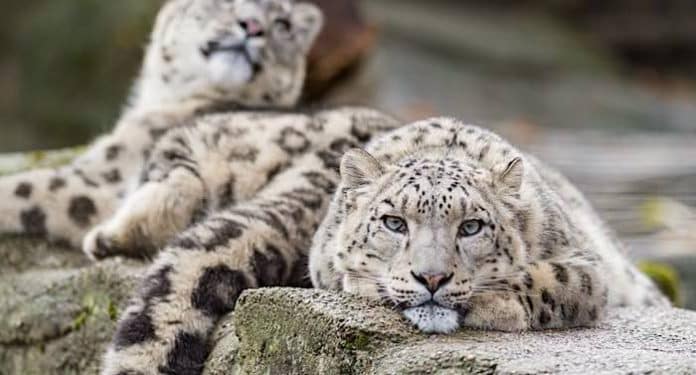 Zoo Basel: Spenden in Millionenhöhe wegen Corona-Pandemie
